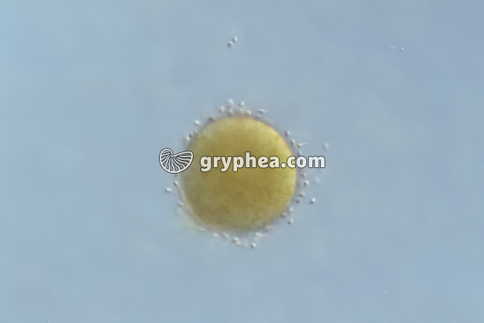 Fucus - Fécondation d'une oosphère par des anthérozoïdes x70 - gryphea.com